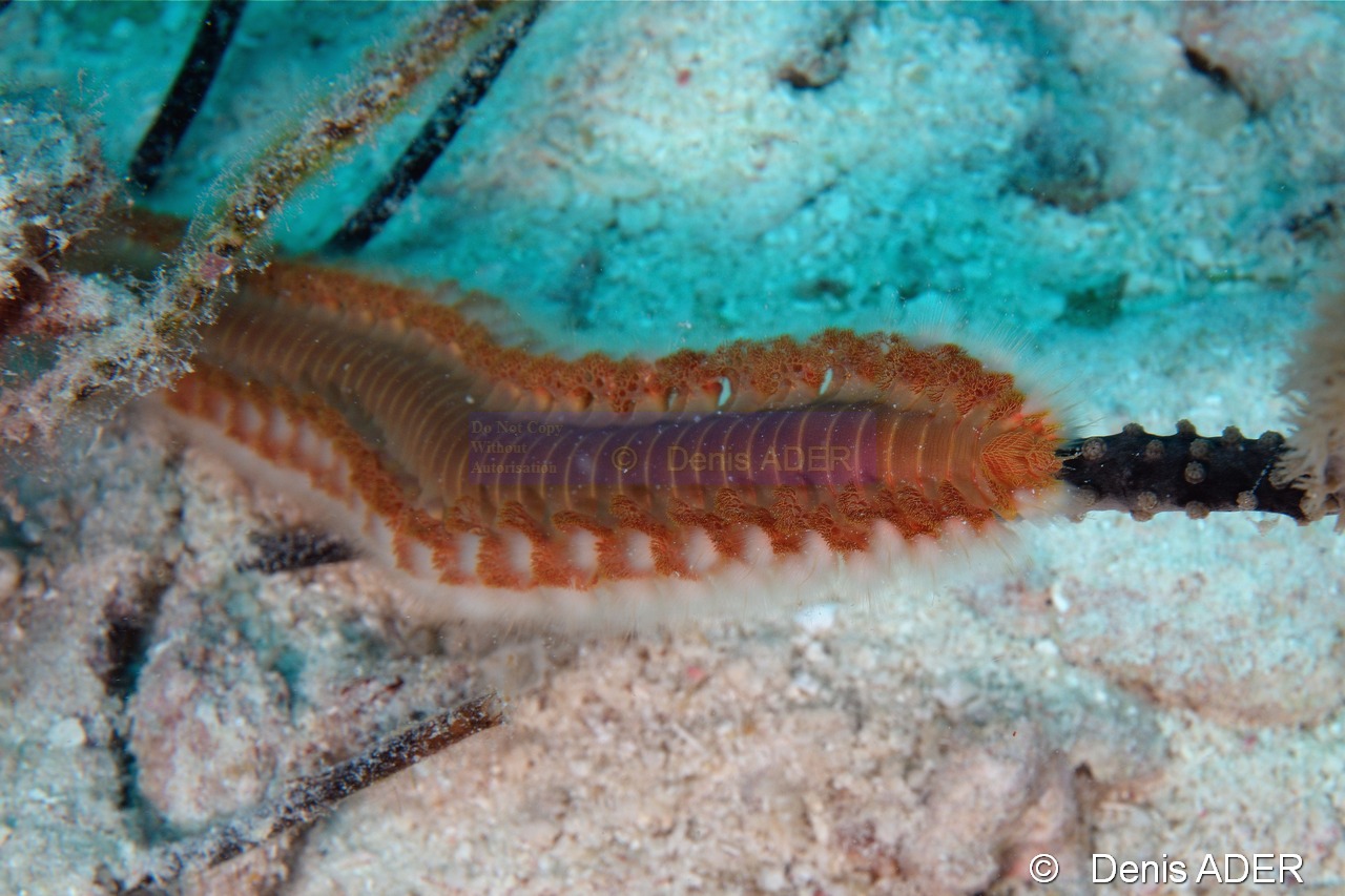 Hermodice-carunculata ver de feu-Bonaire Nearest point-16m-20180221-Denis-ADER-DSC_7307_tn.jpg